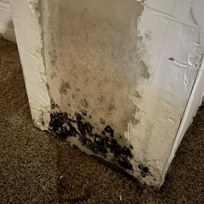 Professional Mold Removal in Clay County, GA